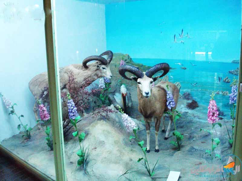 متحف التاريخ الطبيعي في همدان