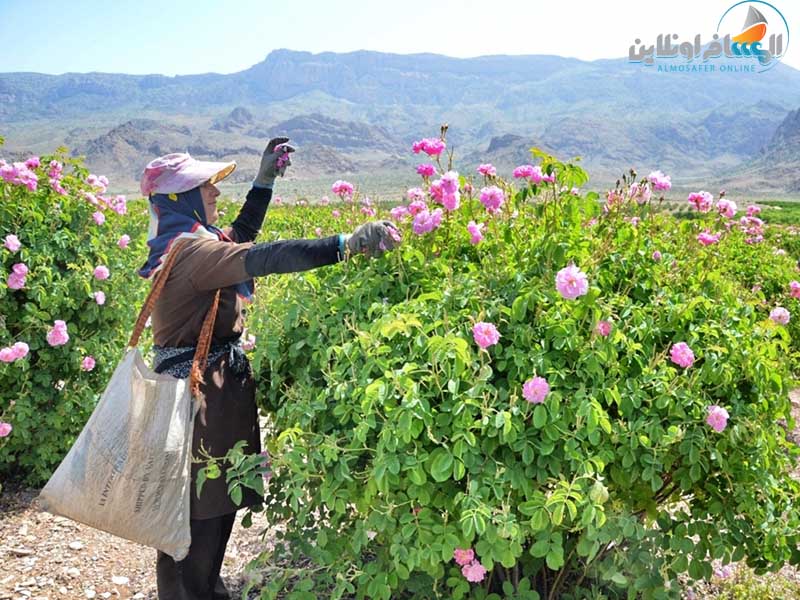 تقطير ماء الورد في مدينة كاشان
