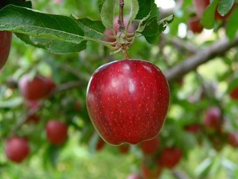 تفاح دماوند