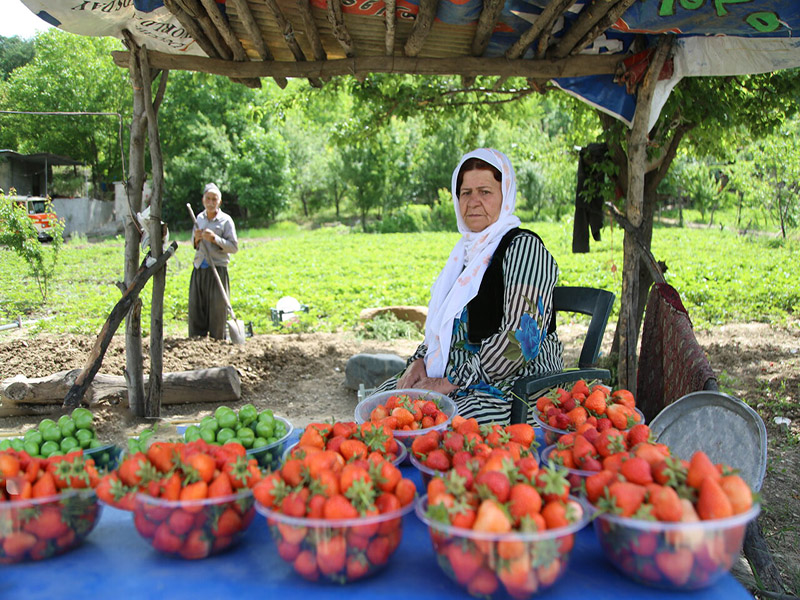 فراولة كردستان