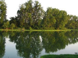 مستنقع عينك في مدينة رشت شمال إيران