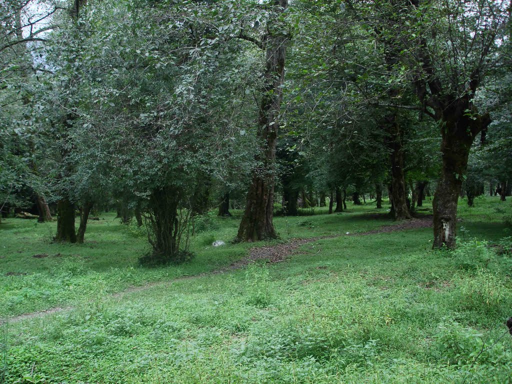 غابة بندبي في شمال إيران