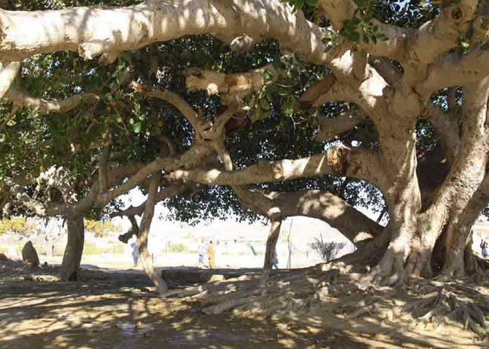 شجرة التين في معابد تشابهار