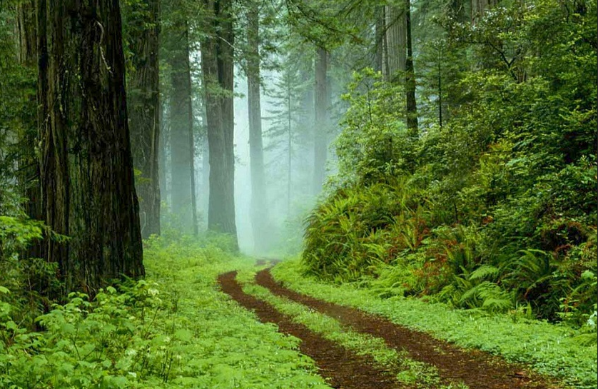 غابة سيسنگان