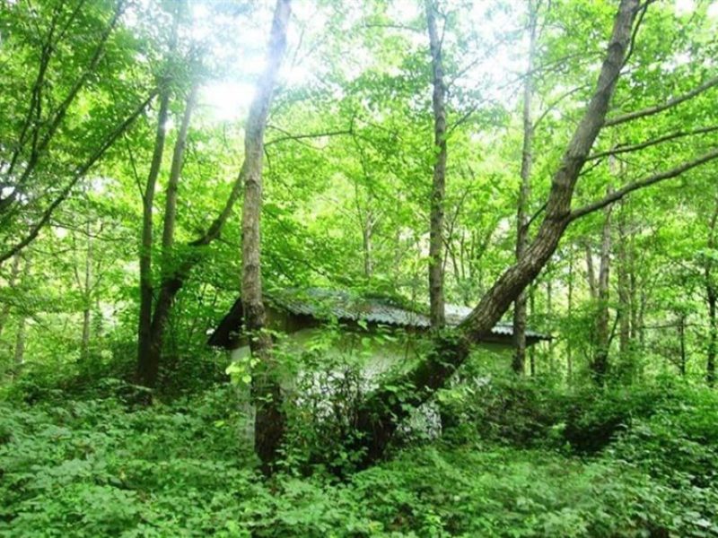 تعتبر غابة ألفين من المعالم السياحية في الشمال