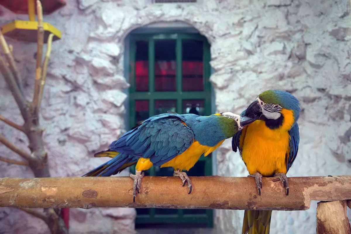 حديقة الطيور في اصفهان