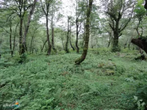غابات 2000 و 3000 (محافظة مازندران)