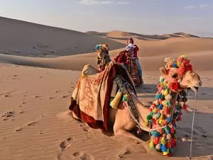 شركة المسافر أونلاين